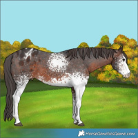 Horse Color:White Spotted Brown Appaloosa 