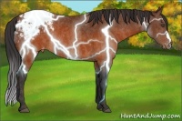 Horse Color:Brown Frame Appaloosa Rabicano  Brindle
