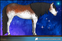 Horse Color:White Spotted Brown 