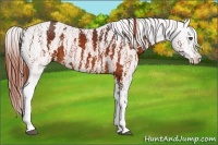 Horse Color:White Spotted Brown Frame Appaloosa Rabicano Brindle