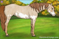 Horse Color:Red Dun Roan Splash Frame Rabicano 