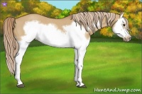 Horse Color:Red Dun Roan Splash Frame Rabicano