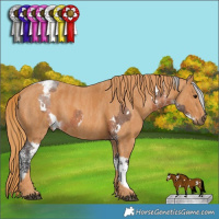 Horse Color:White Spotted Brown Varnish Rabicano  Brindle