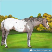 Horse Color:White Spotted Brown Frame Appaloosa Rabicano Brindle