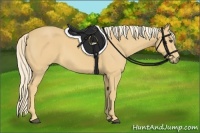 Horse Color:Palomino
