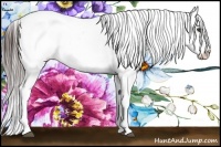 Horse Color:Brown Appaloosa Rabicano Brindle