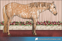 Horse Color:White Spotted Buckskin Frame Appaloosa Rabicano  Brindle