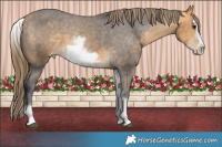 Horse Color:White Spotted Buckskin Frame Varnish Rabicano  Brindle