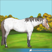 Horse Color:Bay Roan Frame Near Leopard Rabicano 
