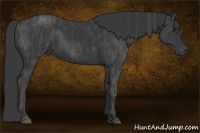 Horse Color:Black  Brindle