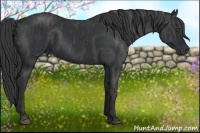 Horse Color:Black  Brindle