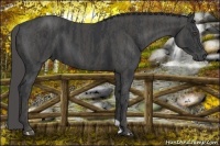 Horse Color:Black  Brindle