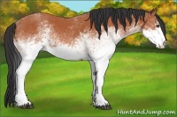 Horse Color:White Spotted Bay 