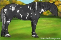 Horse Color:White Spotted Black 