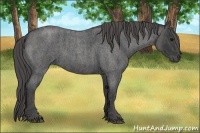 Horse Color:Blue Roan Brindle