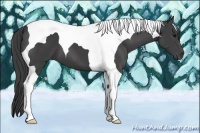 Horse Color:Smoky Black Tobiano 