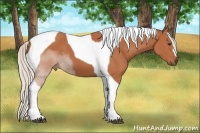 Horse Color:Silver Bay Tobiano
