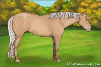Horse Color:Silver Amber Champagne Frame 