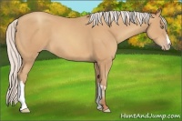 Horse Color:Silver Amber Champagne Frame 