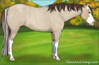 Horse Color:Classic Champagne Roan Dun Splash