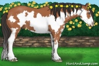 Horse Color:Bay Splash Frame