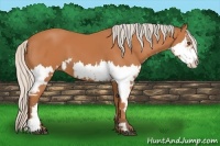 Horse Color:Silver Bay Splash Frame 