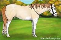 Horse Color:Amber Champagne Roan Pearl Dun Splash 