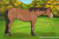 Horse Color:Bay Splash Frame