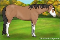 Horse Color:Bay Splash Frame