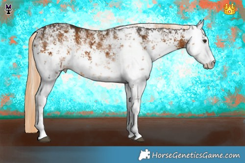 Horse Color:White Spotted Chocolate Palomino Sabino 