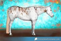 Horse Color:White Spotted Chocolate Palomino Sabino 