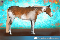 Horse Color:White Spotted Chocolate Palomino Sabino 