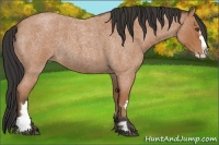 Horse Color:Bay Roan Splash Frame