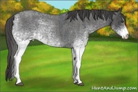 Horse Color:White Spotted Blue Roan Rabicano  Brindle