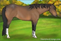Horse Color:Buckskin 