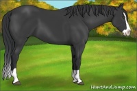 Horse Color:Black Splash