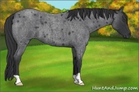 Horse Color:Blue Roan 