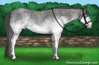 Horse Color:White Spotted Blue Roan Rabicano Brindle