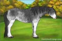 Horse Color:White Spotted Blue Roan Rabicano Brindle