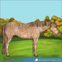 Horse Color:Unknown 