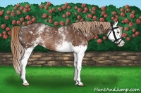 Horse Color:White Spotted Liver Chestnut Splash Rabicano