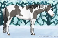 Horse Color:Grullo Splash Tobiano