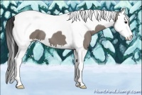 Horse Color:Grullo Splash Tobiano 