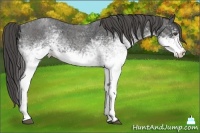Horse Color:White Spotted Blue Roan Rabicano  Brindle