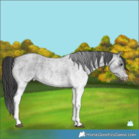 Horse Color:White Spotted Blue Roan Rabicano  Brindle
