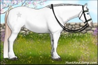 Horse Color:Bay Splash Tobiano Appaloosa  Brindle