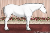 Horse Color:Bay Splash Tobiano Blanket  Brindle