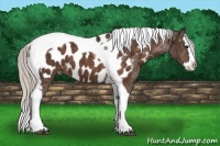 Horse Color:Silver Bay Splash Tobiano Appaloosa  Brindle