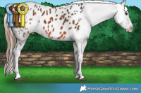 Horse Color:Bay Splash Tobiano Appaloosa Brindle