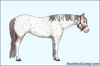 Horse Color:Bay Splash Tobiano Appaloosa  Brindle